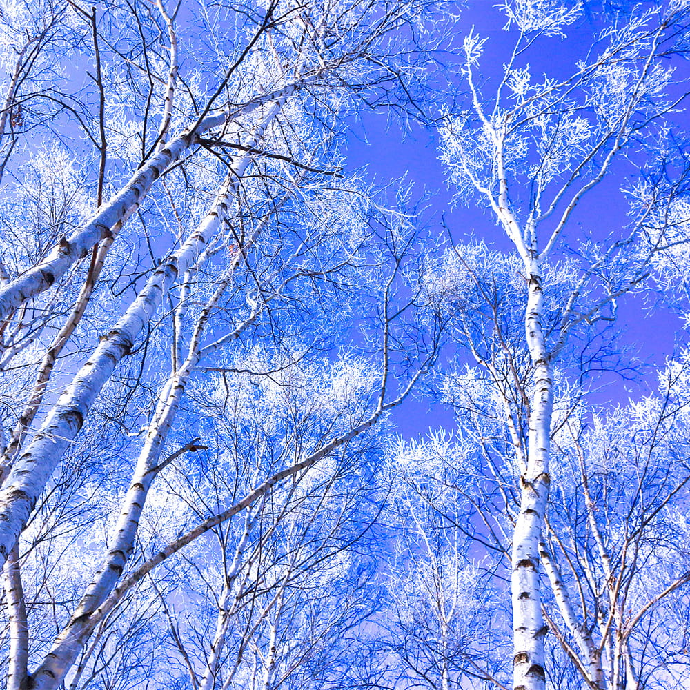 Image of Birch Trees